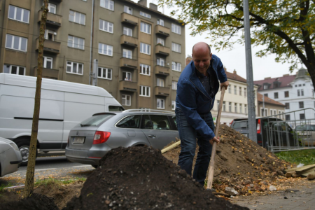 Náměstek primátora Petr Hlubuček dnes sázel stromy v Sokolovské ulici (23.10.2019)
